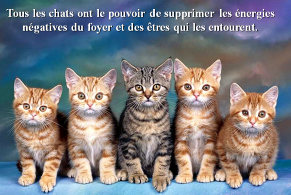 Les chats et l'énergie...