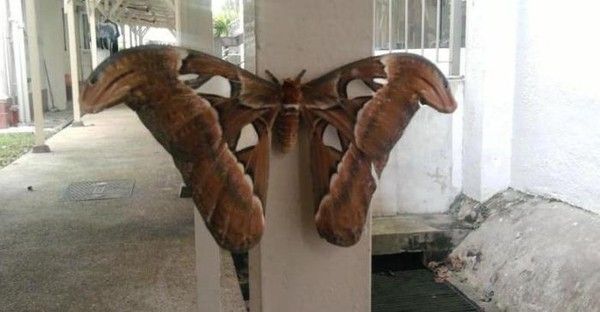 Toute un papillon...wow...