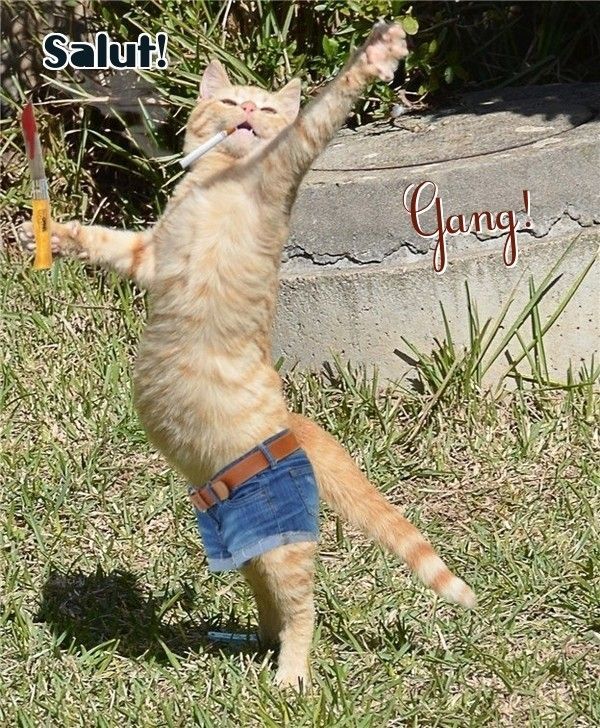 Salut  Gang ..!