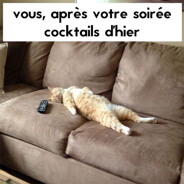 chat cé..moi