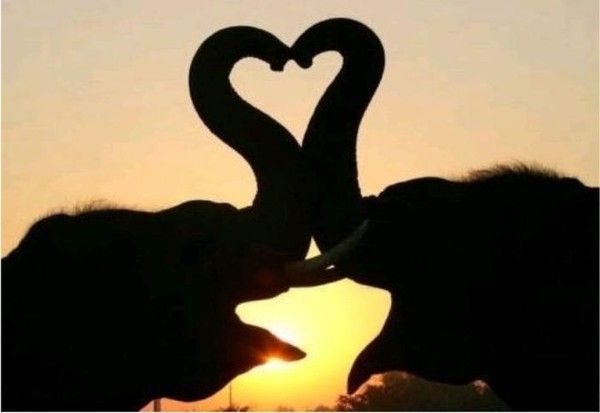 Trompe d'amour