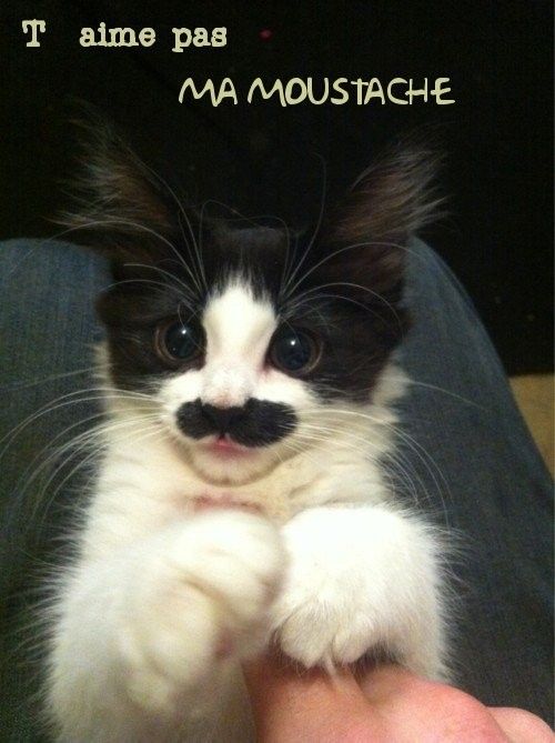 Vous aimez les moustaches