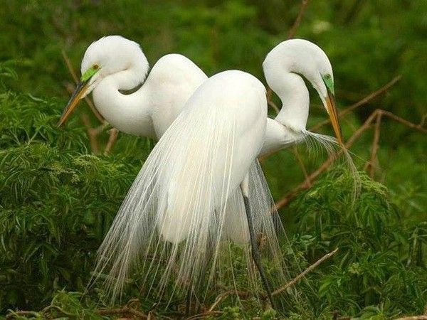 oiseaux albinos