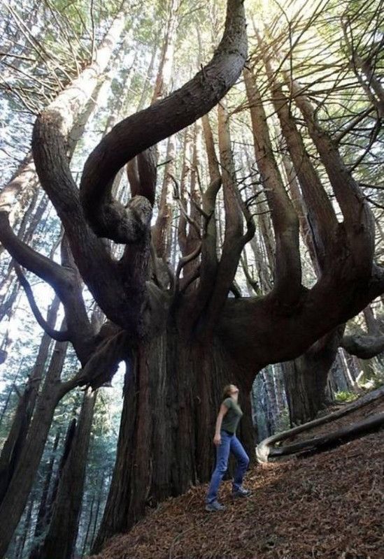 quel arbre...