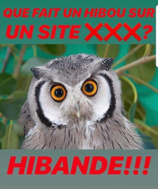 hibou....