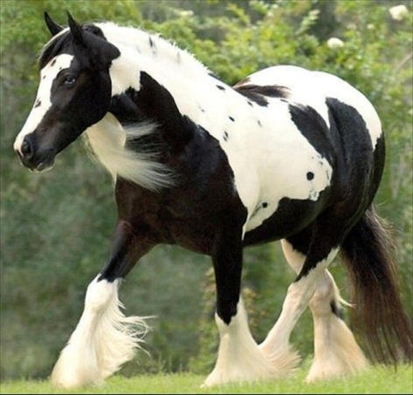 Clydesdale...
