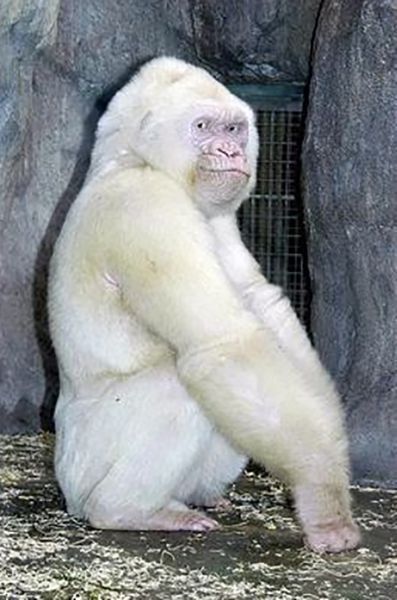 Gorille blanc