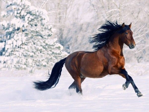 Cheval...dans la neige....