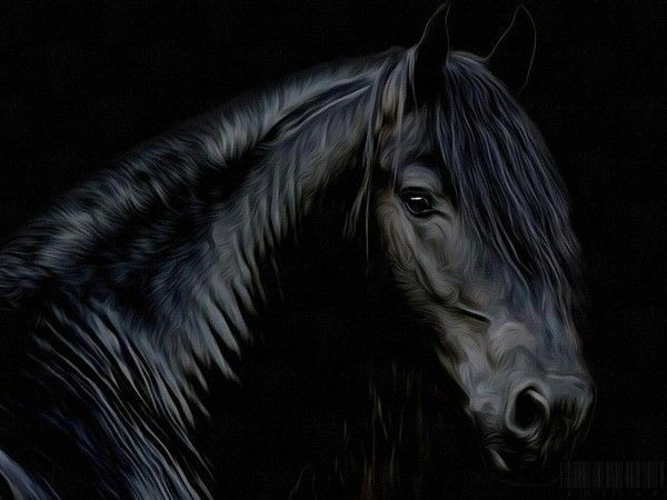 cheval noir