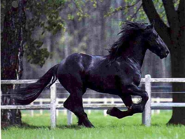 Un cheval à la course