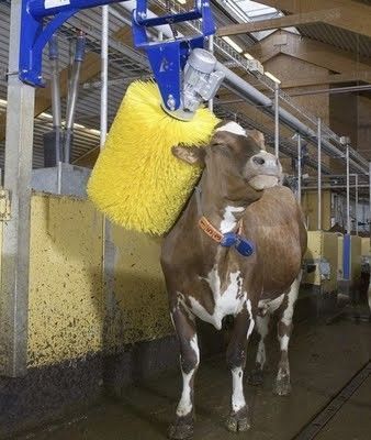 Spécial Cow Wash...