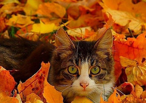 petit chat