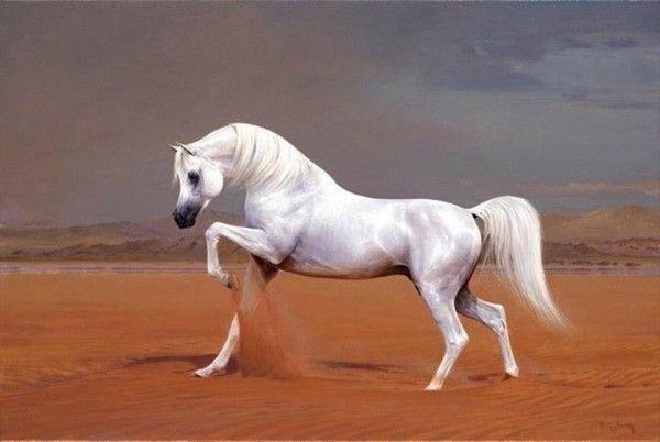 Cheval blanc