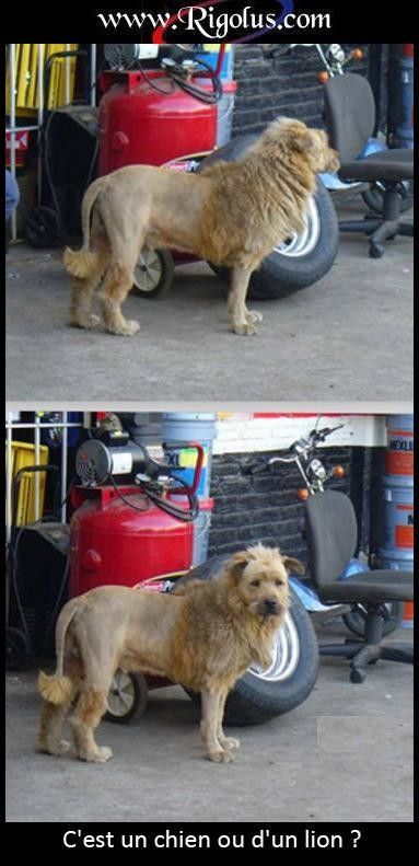 chien ou lion