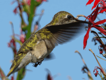 L'oiseau mouche...