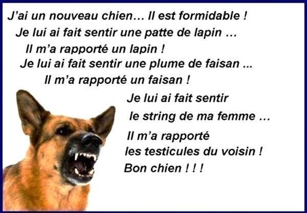 bon chien 