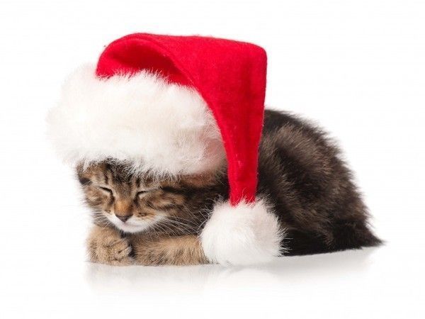 Ti...chat de noël