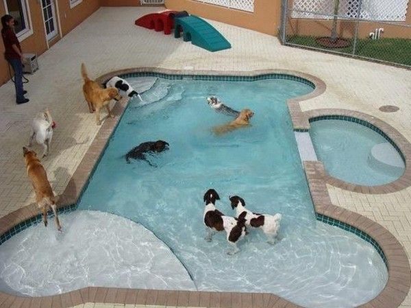 Piscine pour chien