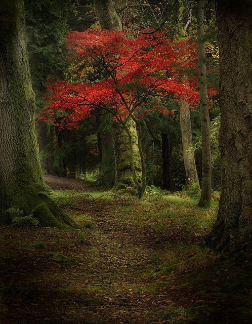 Arbre d'automne