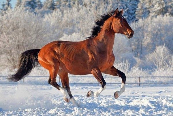 Hiver...et cheval....