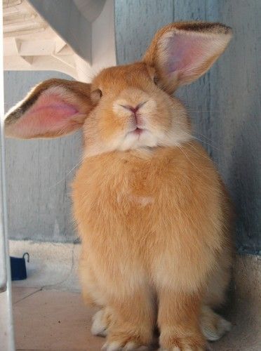 lapin géant....