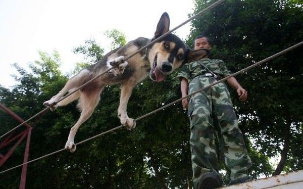 Chien....de l'armée...