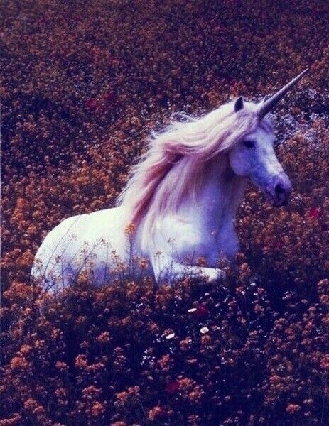 licorne 