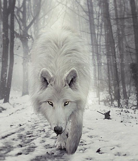 joli loup...blanc..