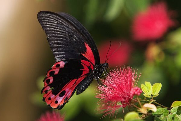 Que c'est beau un papillon...