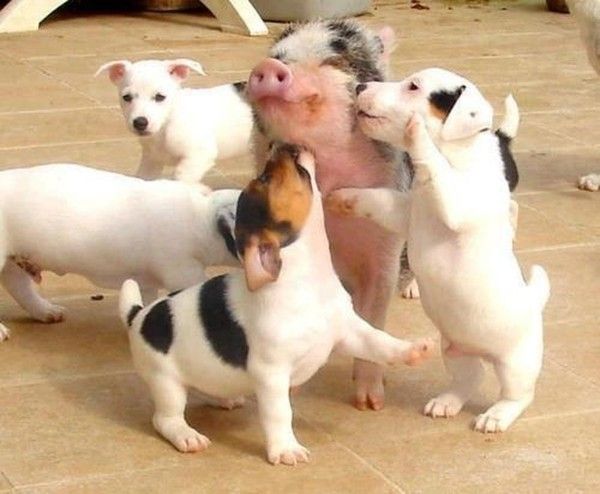 Bisou cochon....