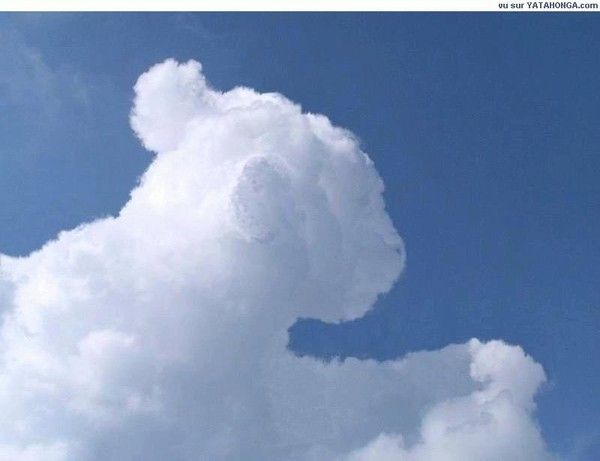 Un joli nuage de petit lion...