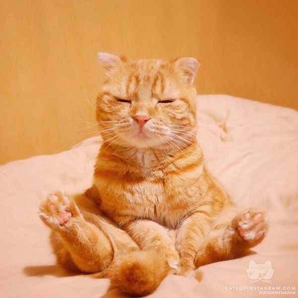 je reste zen