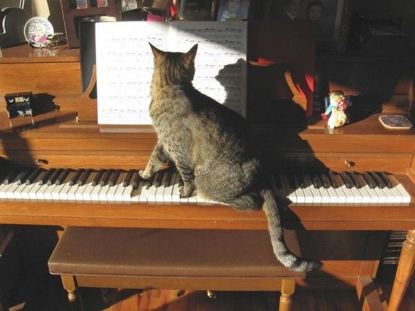 Moi..je pianote....