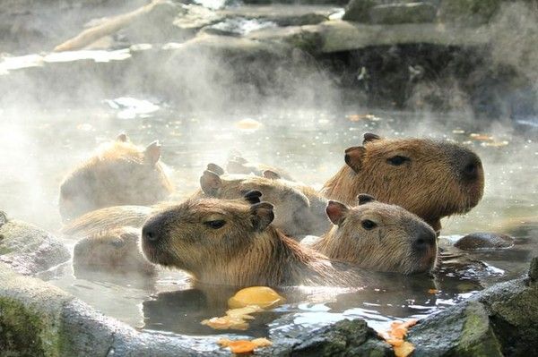 Une baignade ...