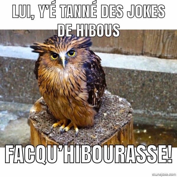 hibou