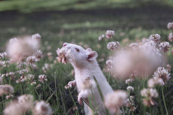 ha..les tites fleurs 