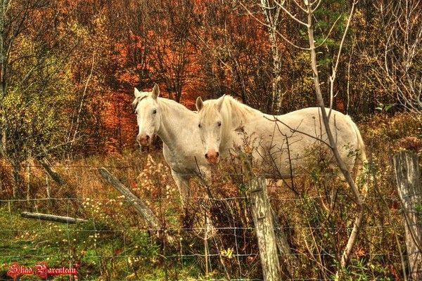 On reste dans automne..hi.hi..