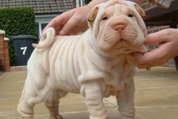 hi.hi...chien en pijama..hi.hi..