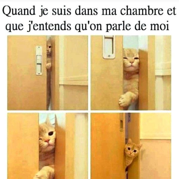 qui...qui...