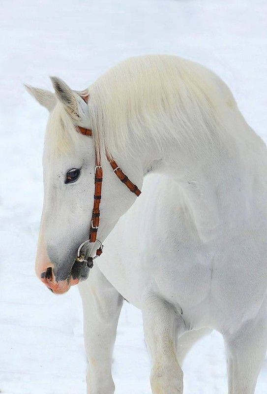 Cheval blanc