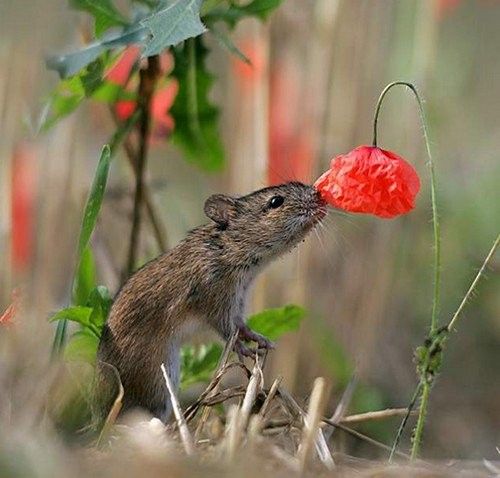 Humm...non...sa sent pas le fromage...