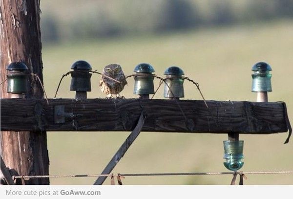 Trouvé...le hibou...