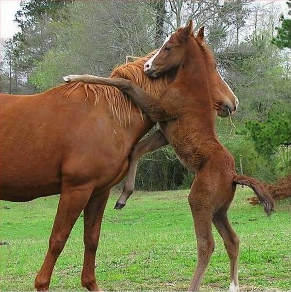 Un câlin pour maman..hi.hi..