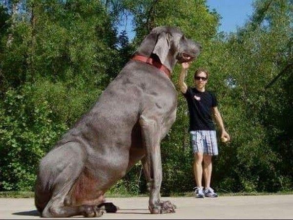 gros chien