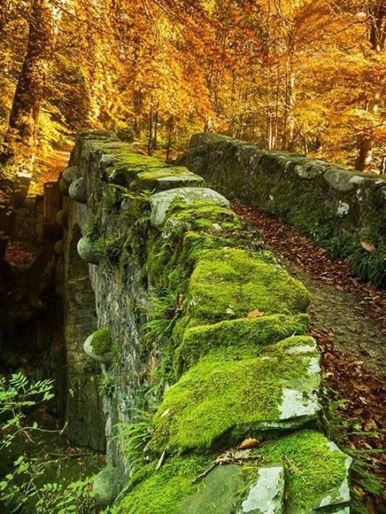 pont automne