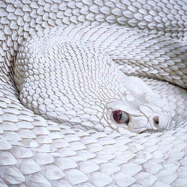 albinos