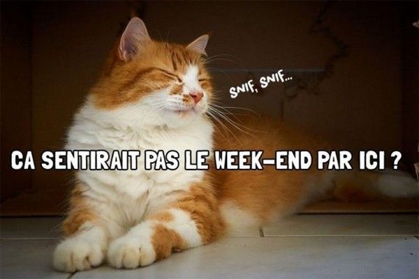 il arrive........chat