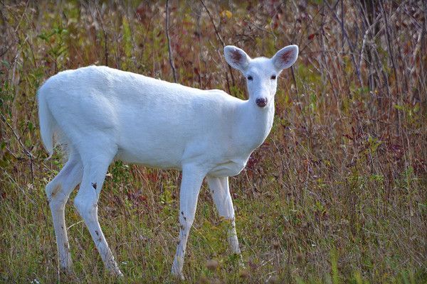 Biche blanche