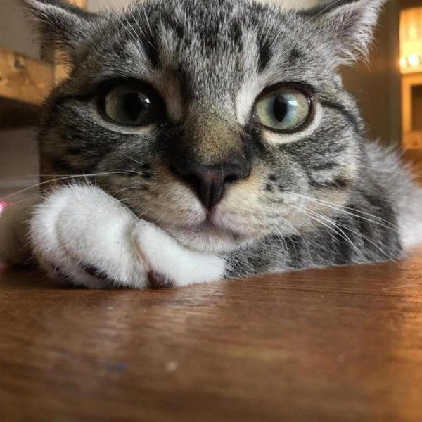bah...chat pas