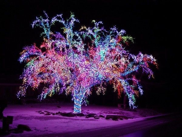 Arbre coloré...